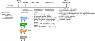 Parasitemia and Associated Immune Response in Pregnant and Non-Pregnant Beef Cows Naturally Infected With Neospora caninum